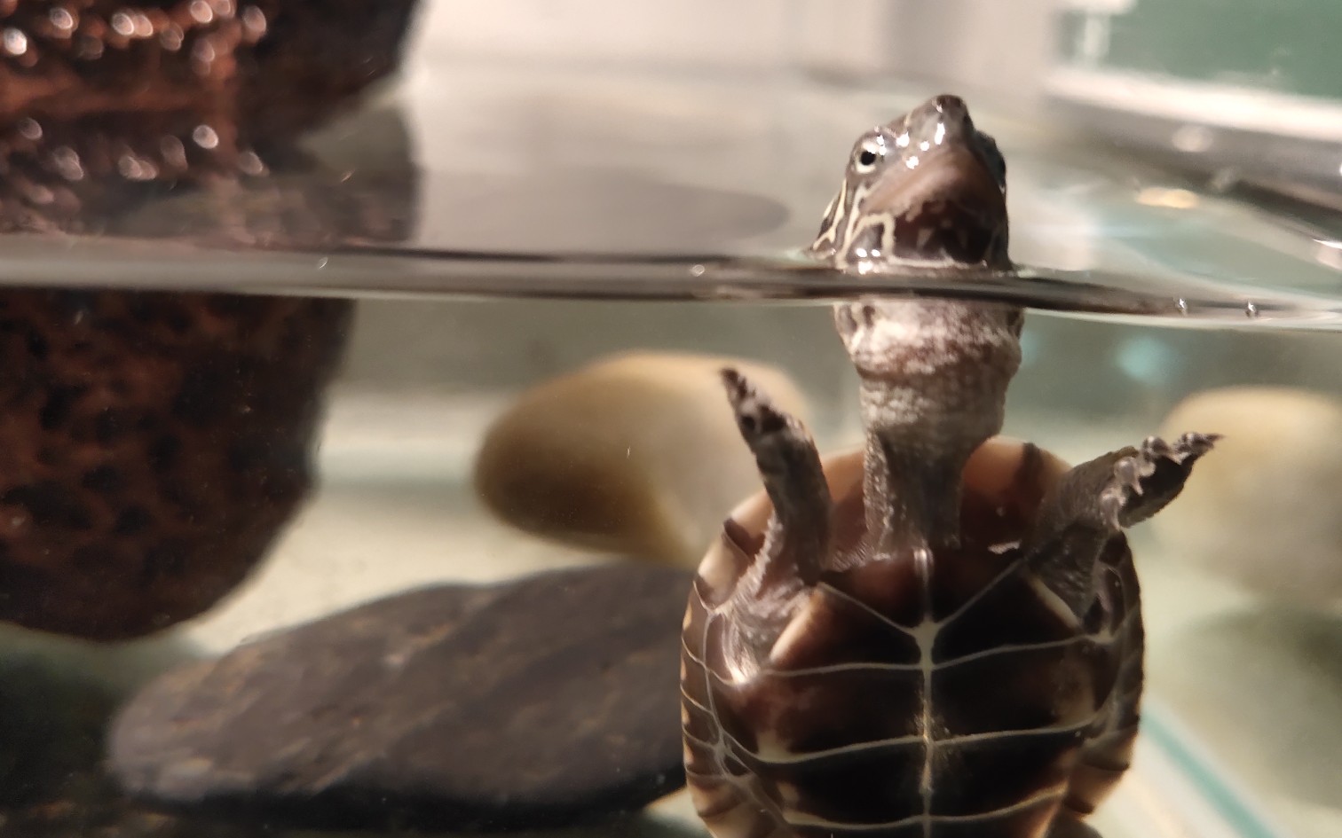 【中华草龟】两栖小型草龟犬_哔哩哔哩_bilibili