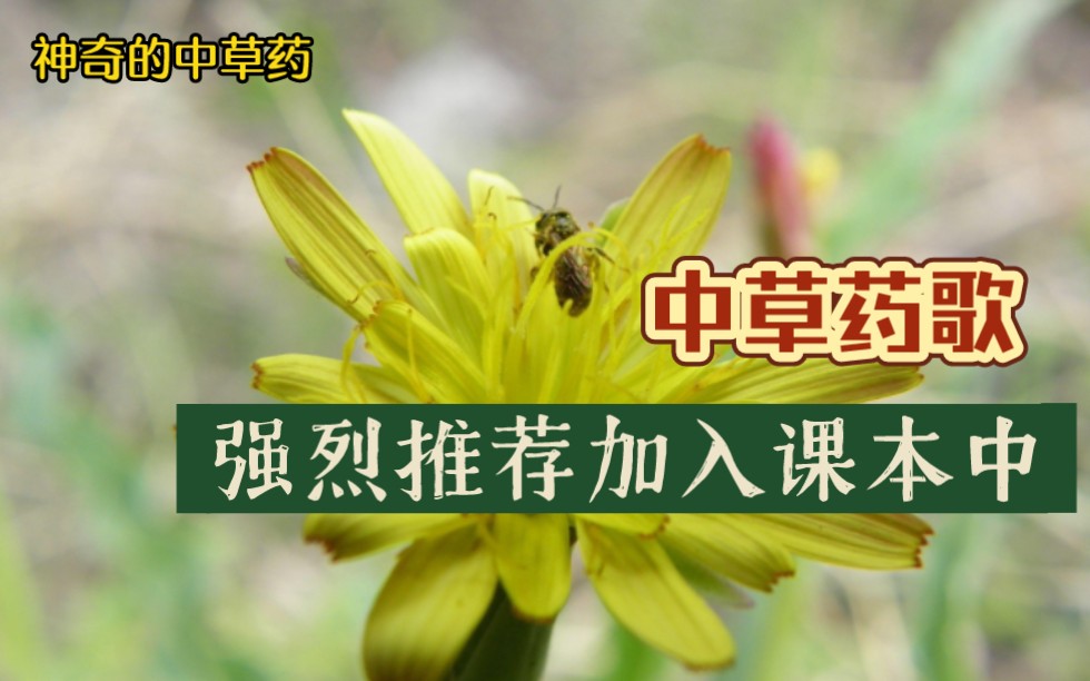 [图]【草药歌】朗朗上口，很多朋友提议写入小学课本中