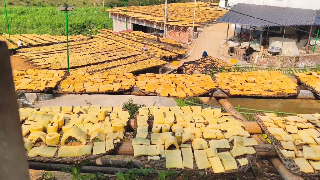 国家地理标志保护产品:田林县八渡笋,肉厚,肥嫩,清甜!