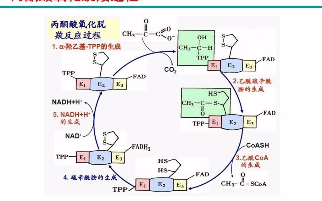 30葡萄糖有氧氧化过程ppt哔哩哔哩bilibili