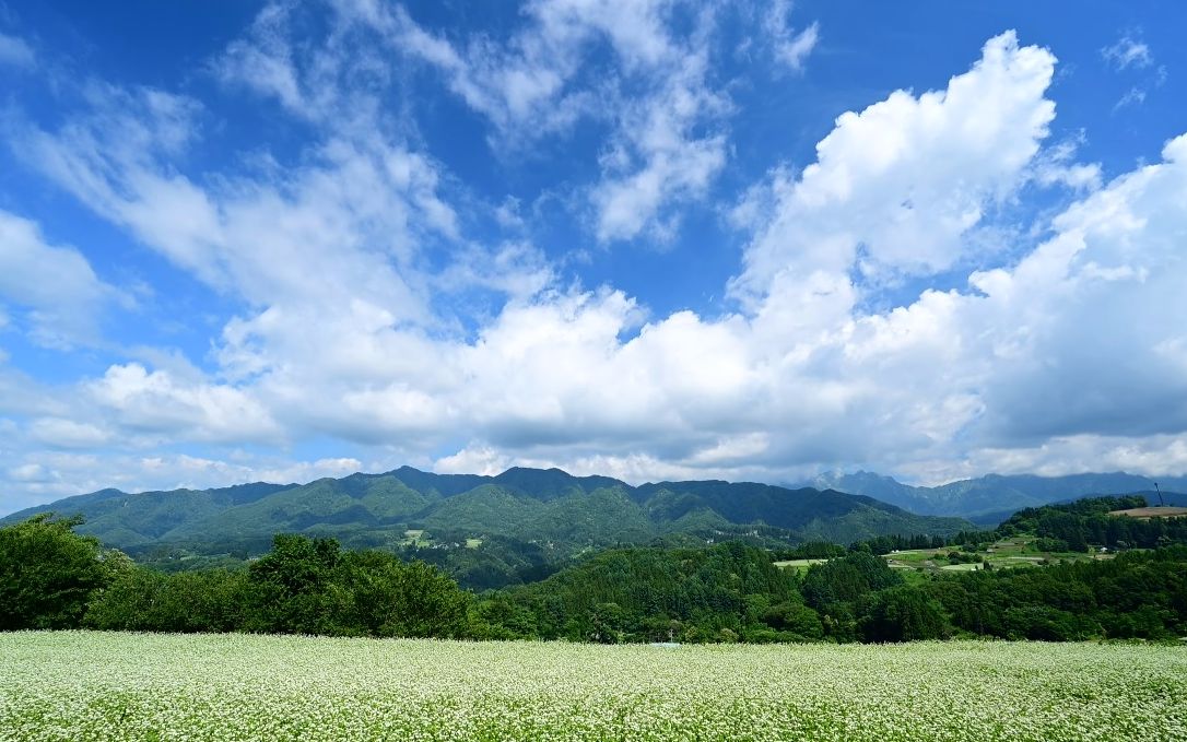 [图]【超清日本】第一视角 在户隐高原,夏天的荞麦花盛开 (4K超清版) 2022.7