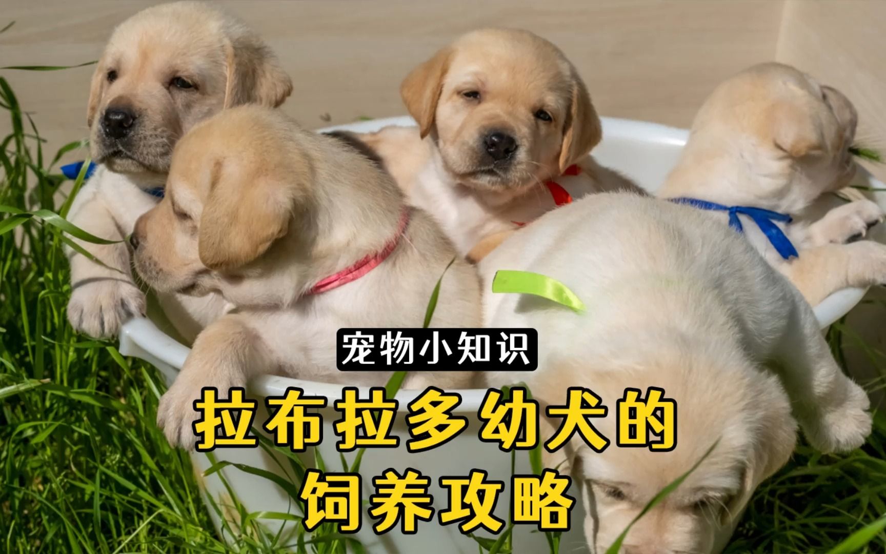 拉布拉多幼犬的饲养攻略,记得收藏!哔哩哔哩bilibili