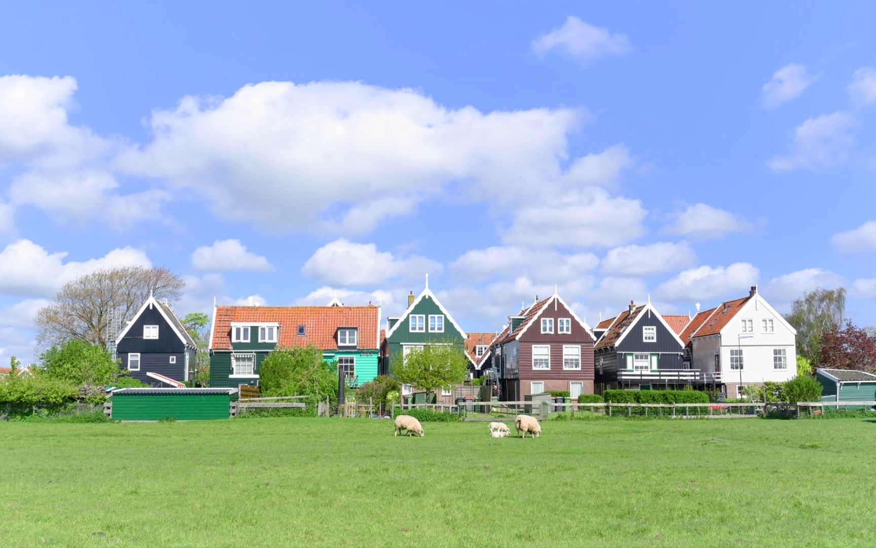 高清美丽风景 荷兰marken岛上 五彩缤纷的迷人渔村 一群悠闲自然的羊