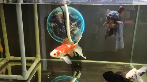 记录 金鱼 下了好久的雨 中午的时候终于出了会太阳 哔哩哔哩 Bilibili