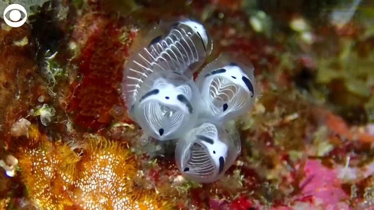 熊猫骷髅海鞘图片