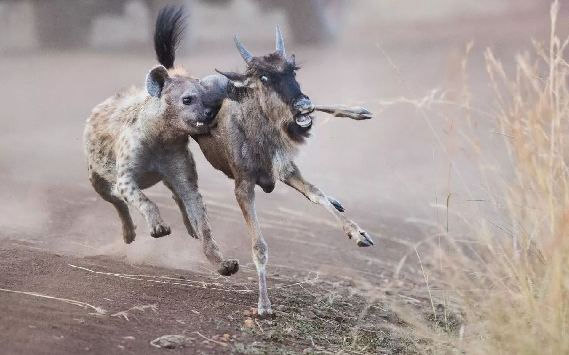活动  刚逃离猎豹围攻,又迎来鬣狗追击,小角马刚出生便面临生死考验