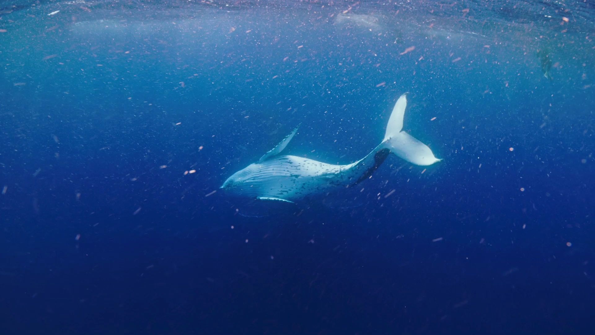 想要坠入深海里独自去最深的海底还想潜入你梦里不渝的陪着你你守护