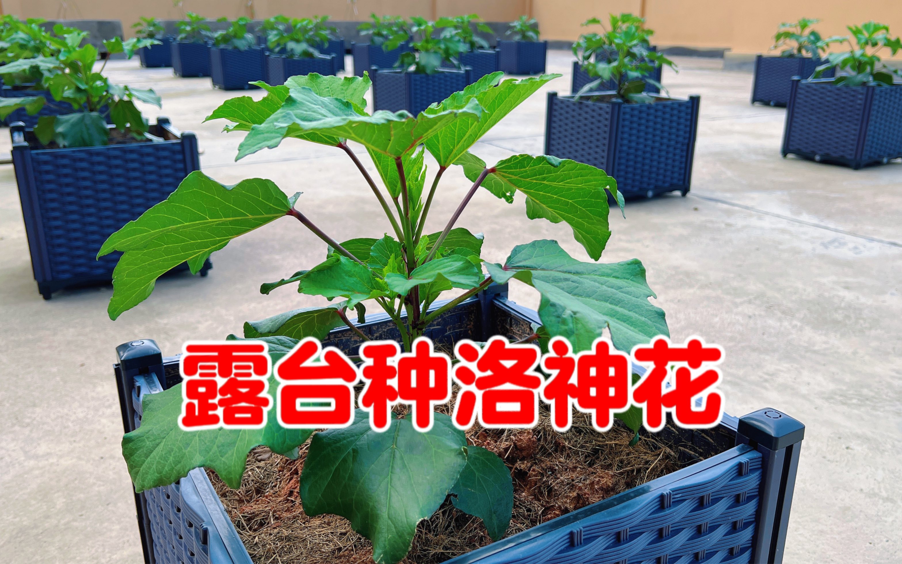 露台小院种洛神花,摘掉嫩芽又高了一截,长势越来越好