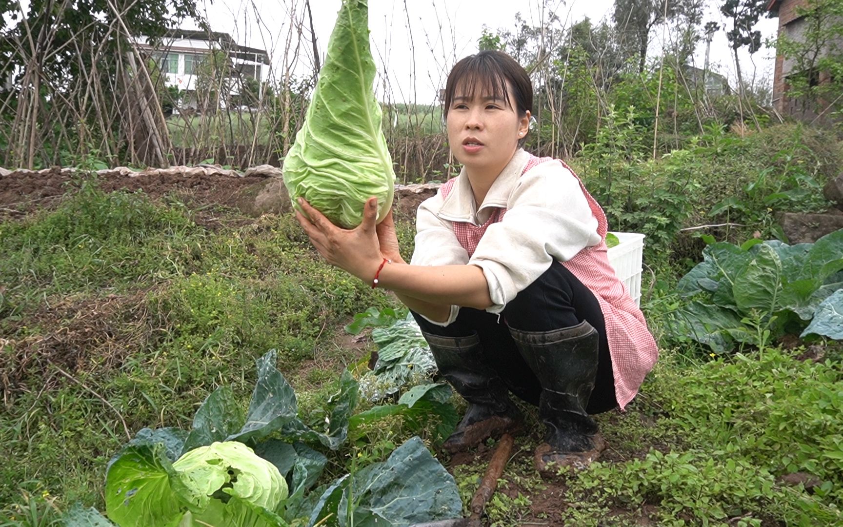 地里农家菜长得好,但价格再便宜却不好卖,翠花准备进城卖菜开拓商业新思路,希望能卖空哔哩哔哩bilibili