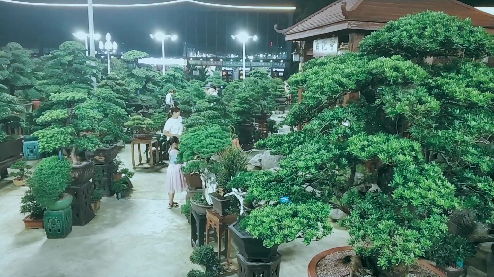 宝安花卉市场图片