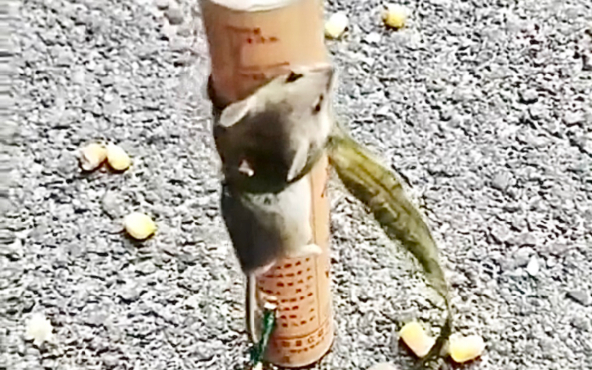 老鼠:"再见了,世界"