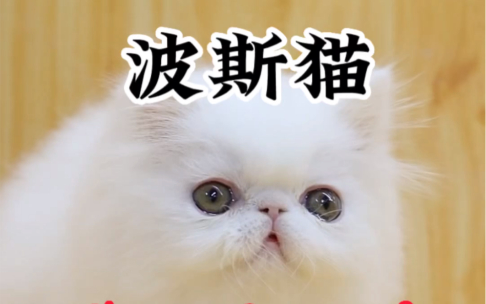 贵族猫!波斯猫是适合精致的人饲养的品种哔哩哔哩bilibili