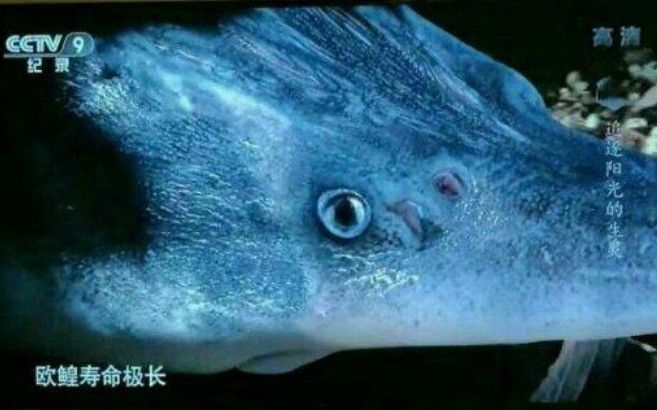 欧皇寿命极长