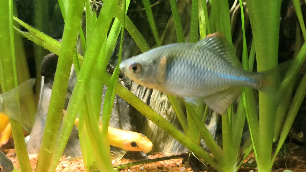 水清鱼靓(二)——发色鳑鲏