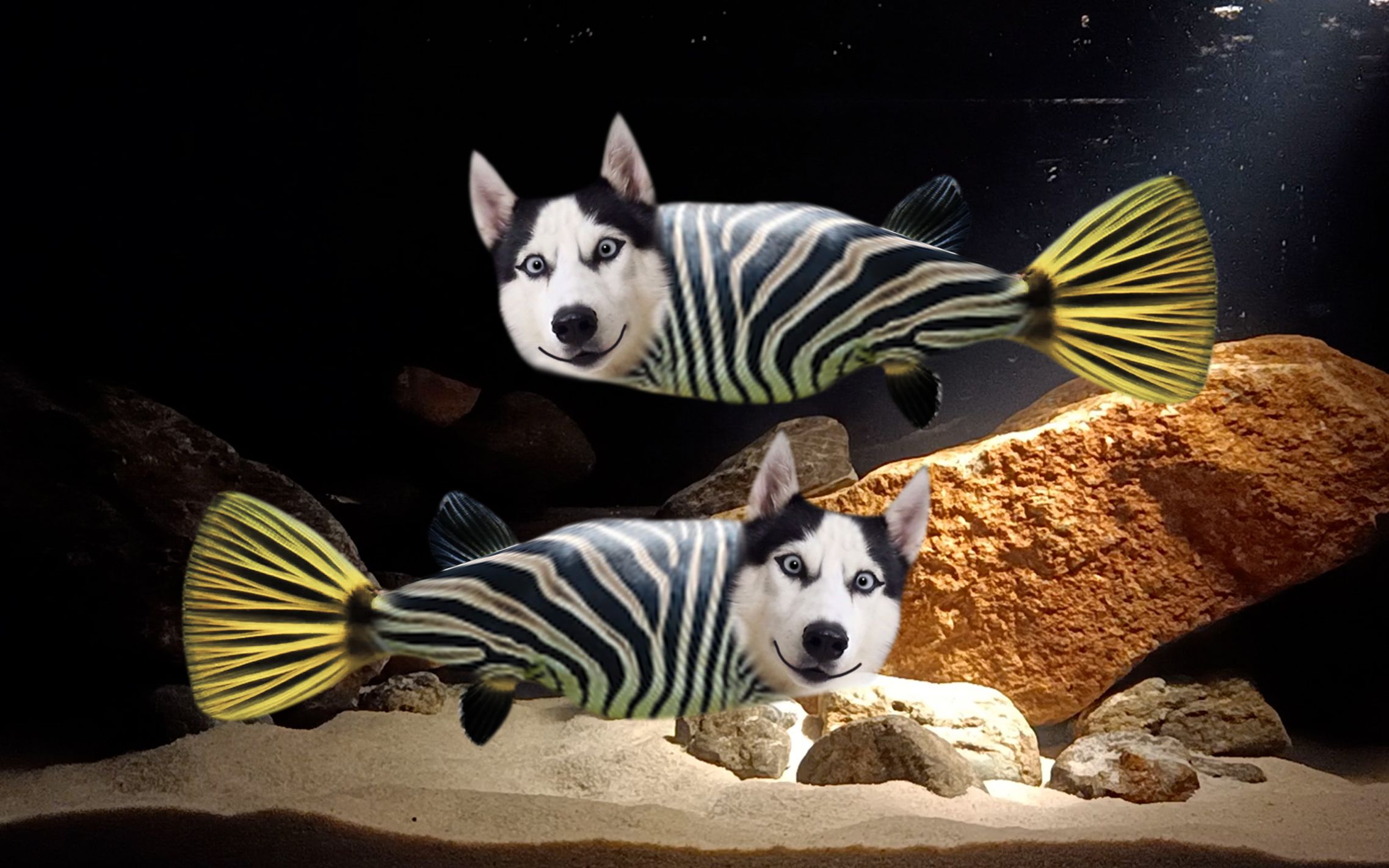 关于我养了两条斑马狗头的故事