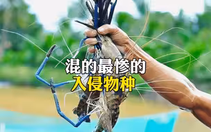 混的最惨的入侵物种