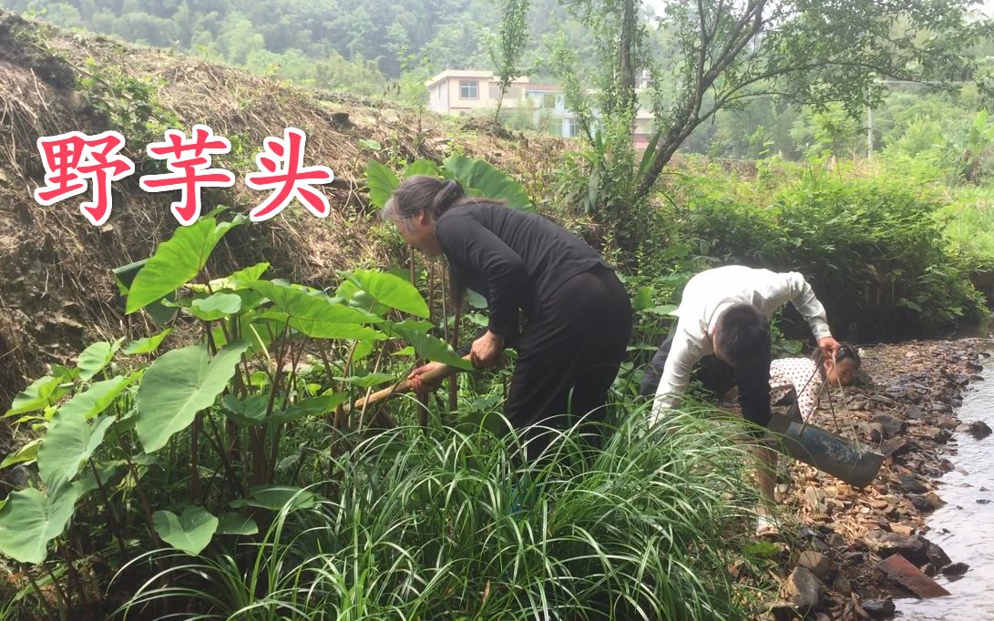 河边野芋头疯长,小伙和丈母娘挖了一筐回家种,这下有酸芋菏吃了哔哩哔哩bilibili