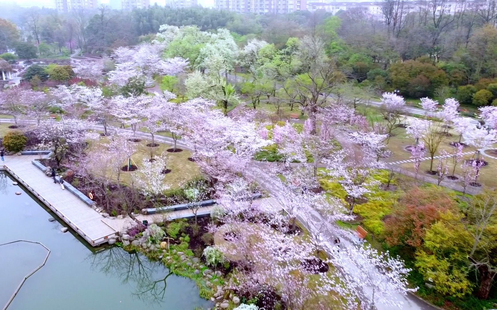 2023上海植物园东京樱花盛开