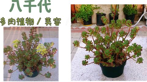 八千代多肉植物给八千代撸杆美容 哔哩哔哩 八千代多肉植物给八千代撸杆美容 哔哩哔哩