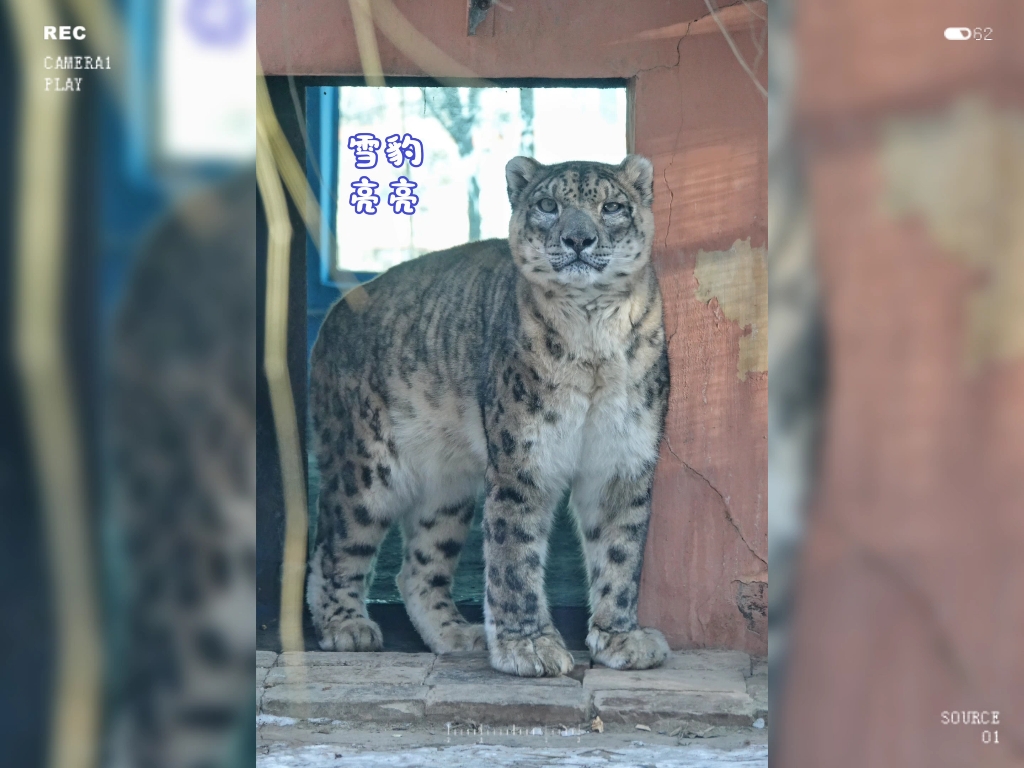 西宁野生动物园豹馆和小型猫科动物馆的在岗员工们哔哩哔哩bilibili