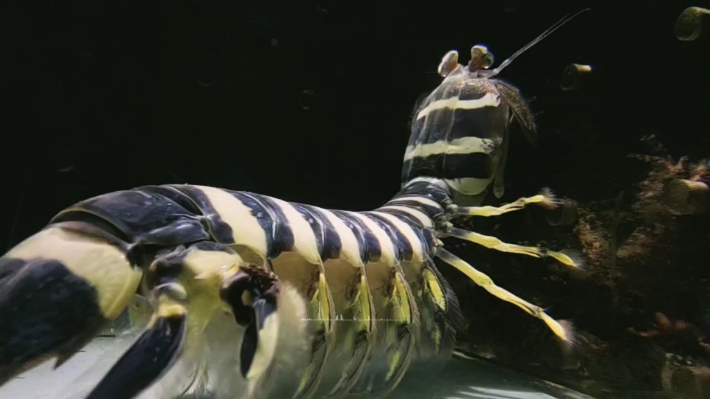 巨虾←_←_哔哩哔哩_bilibili