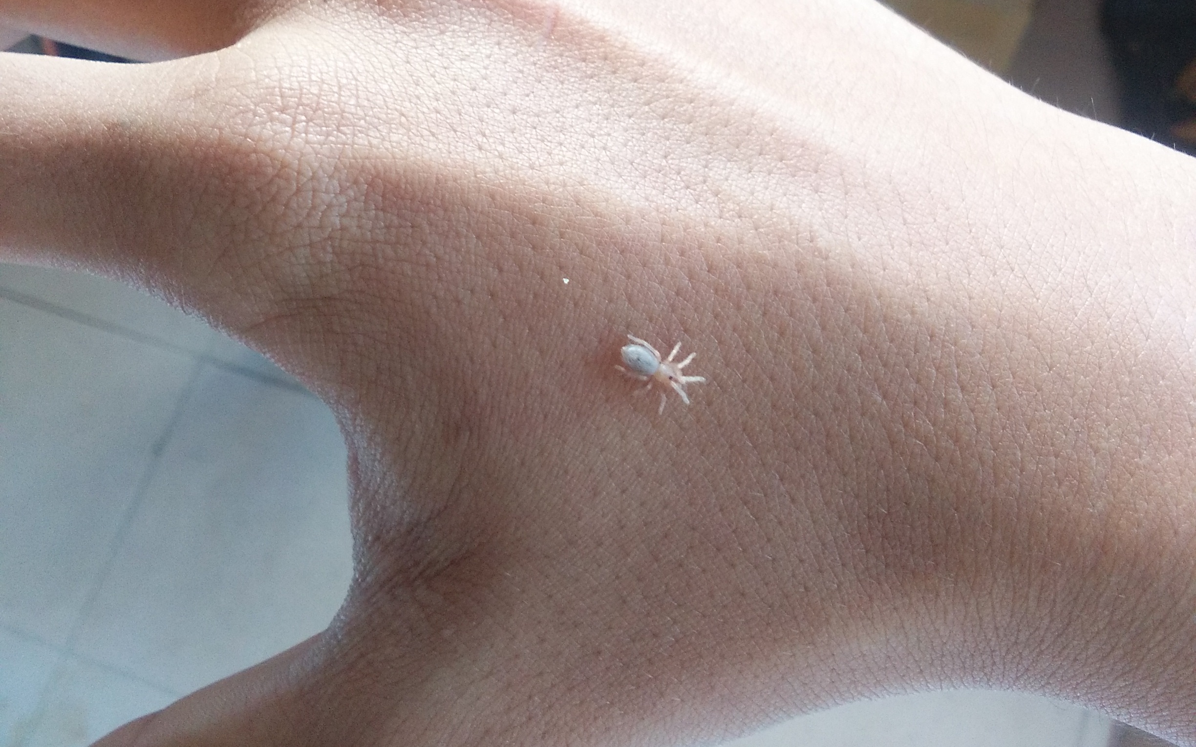 墨西哥白间红尾幼体开箱