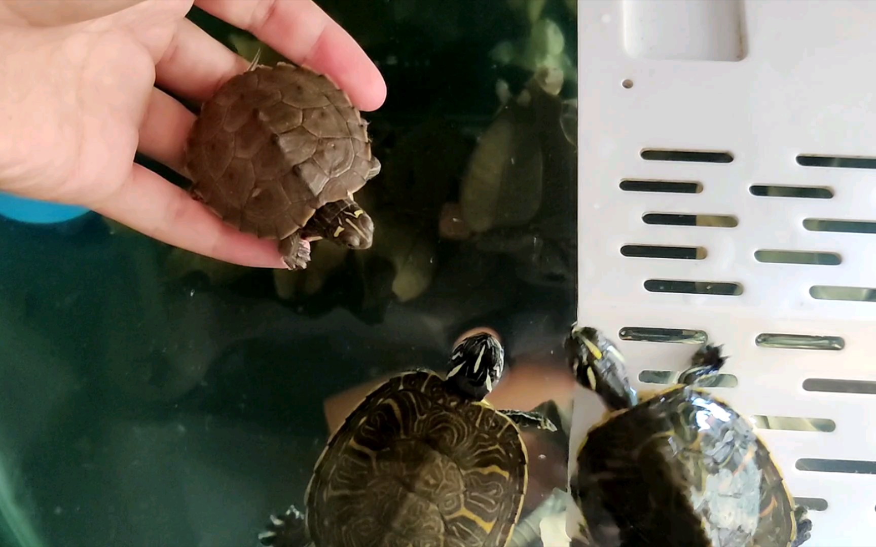 开一只26甲6盾的龟龟是怎样的体验(评论区抽一个粉丝免费送小草龟)