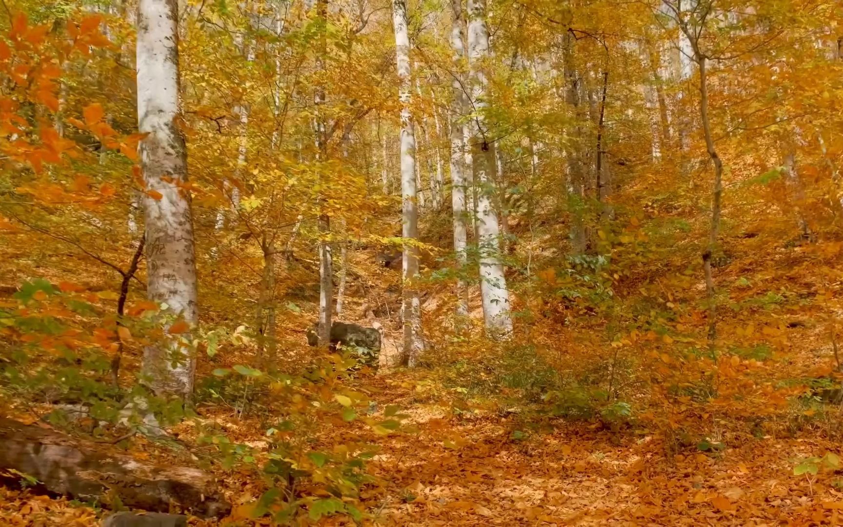 [图]减缓压力治愈心灵🎶美景|秋天的树林