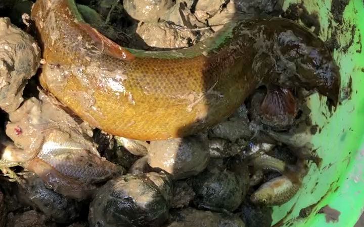 泥鳅王,三十年难遇