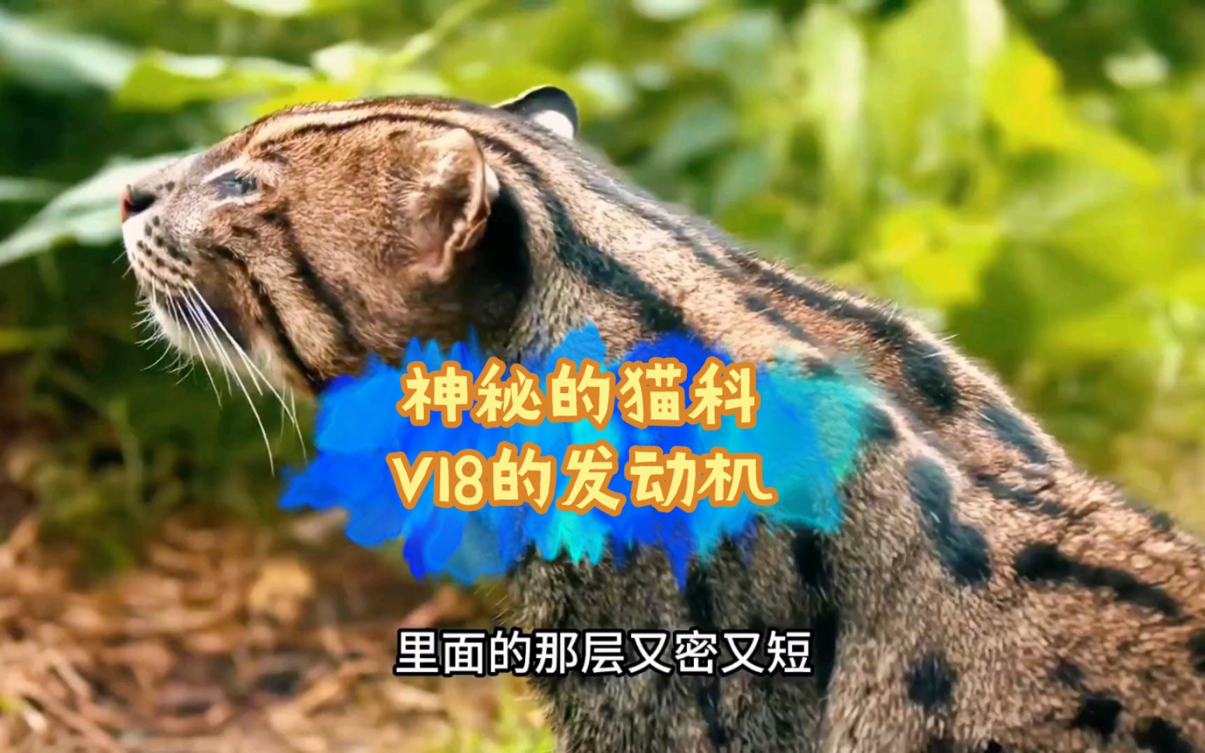 神秘的猫科,捕鱼杀手渔猫哔哩哔哩bilibili