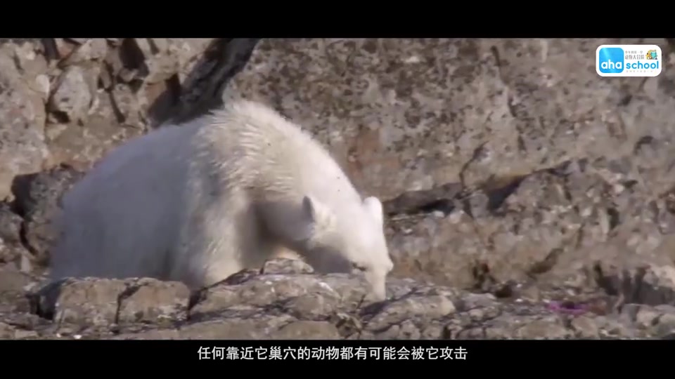 [图]全10集，动物大迁徙科学课，幼儿，儿童，小学生，中学生物百科，孩子喜欢的生物科普动画。动物课。