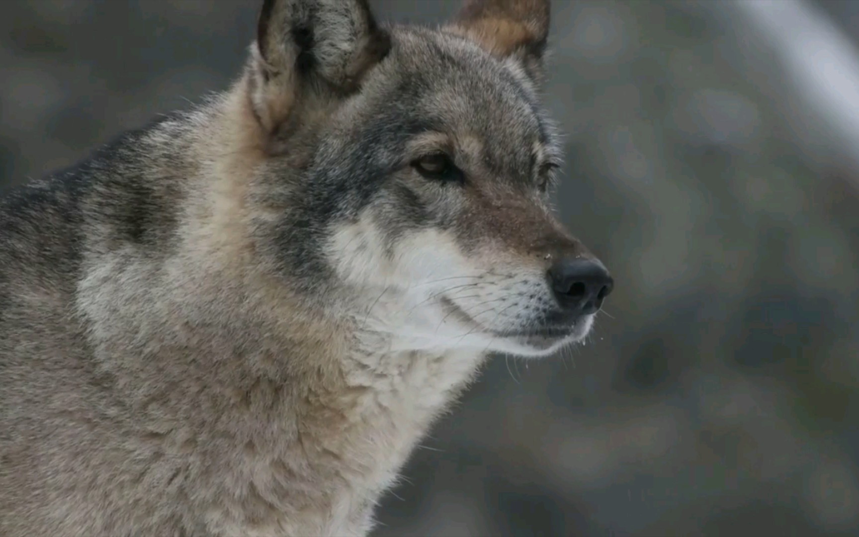 狼的野性与生俱来