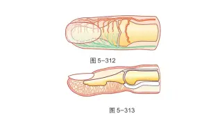 【骨关节功能解剖学】上肢的运动和感觉检查