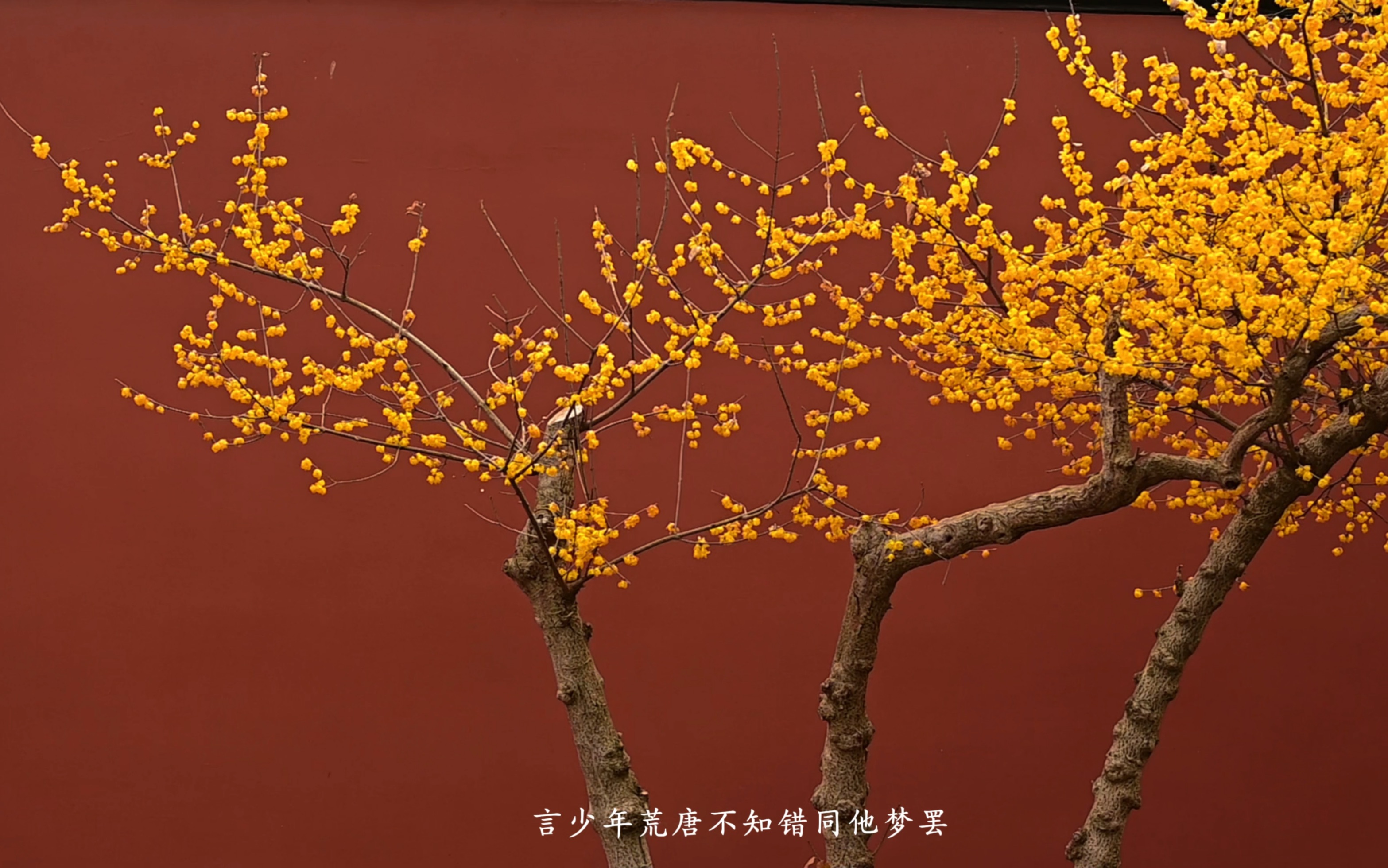 【苏州黎里昭灵观】我在苏州拍到了故宫同款红墙腊梅