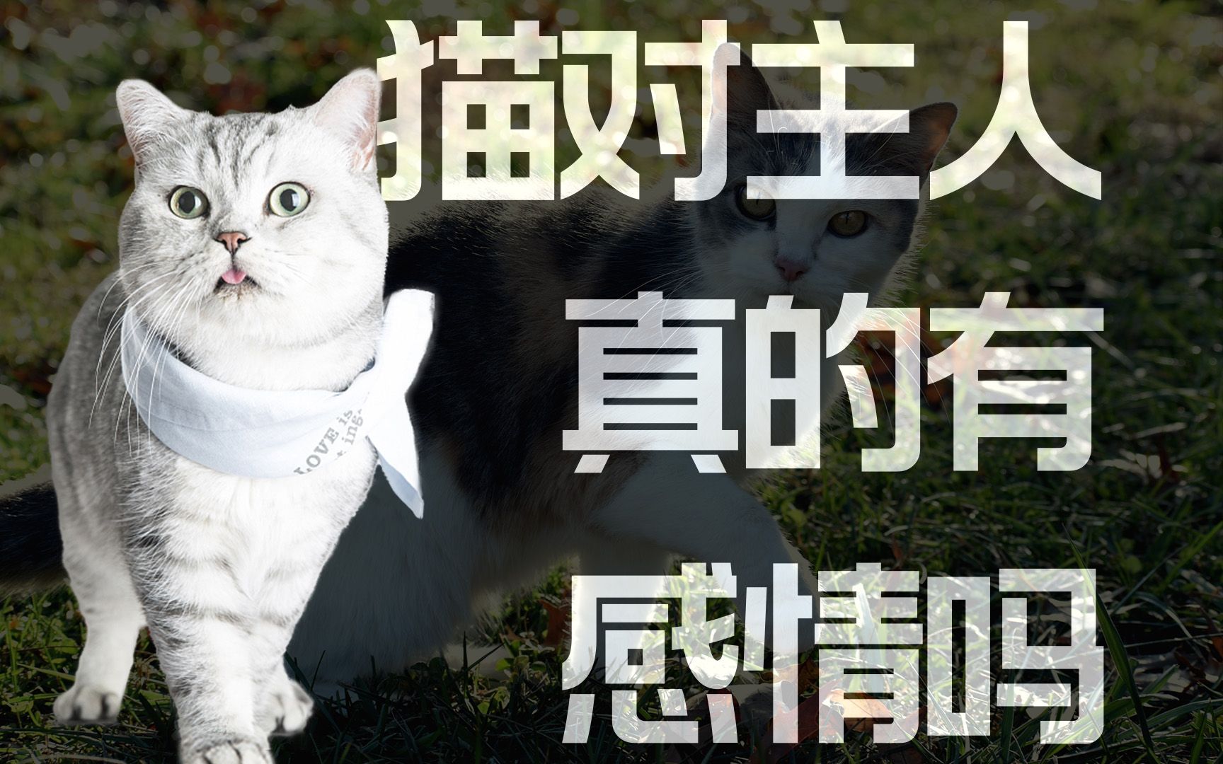 [图]猫对主人真的有感情吗