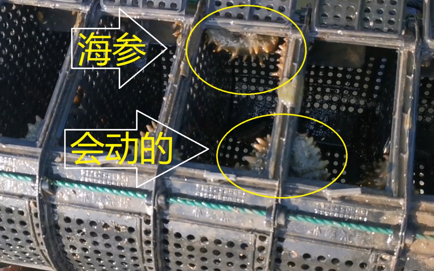 活的海参是这样圈养的你们见过吗还有漂亮的小窝