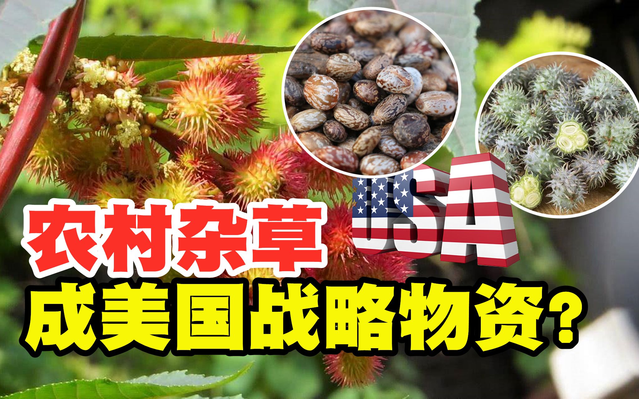 被美国列为战略物资,我国农村常见的蓖麻,究竟有什么用途?哔哩哔哩bilibili