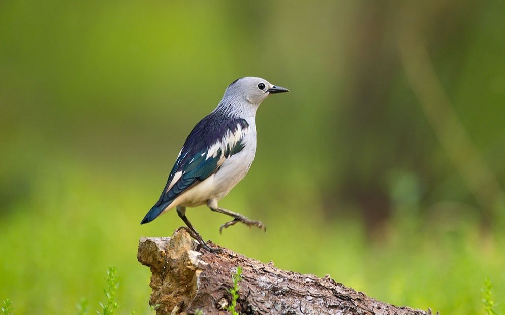 【观鸟日记·北椋鸟】北方有佳人