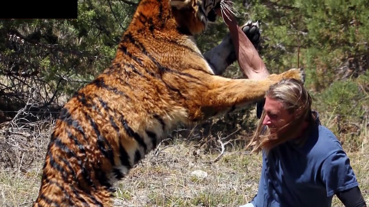 喜欢和老虎打架的战斗民族汉子,演绎了一段人虎情未了,重点是解说语速