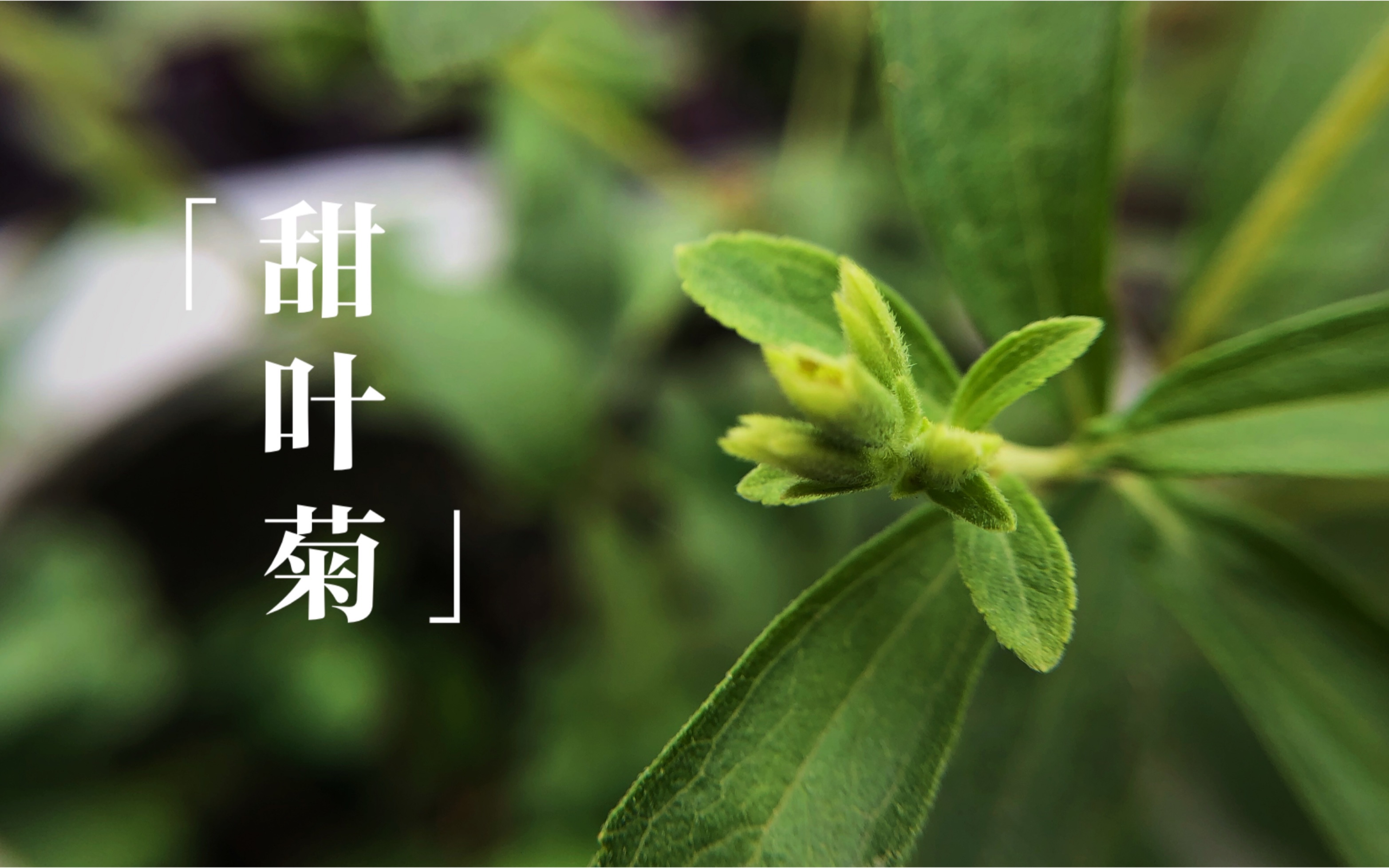 「Leo的香草日志」甜叶菊 | 一款为减肥者量身定制的香草 | 天然代糖 | 清新口气哔哩哔哩bilibili