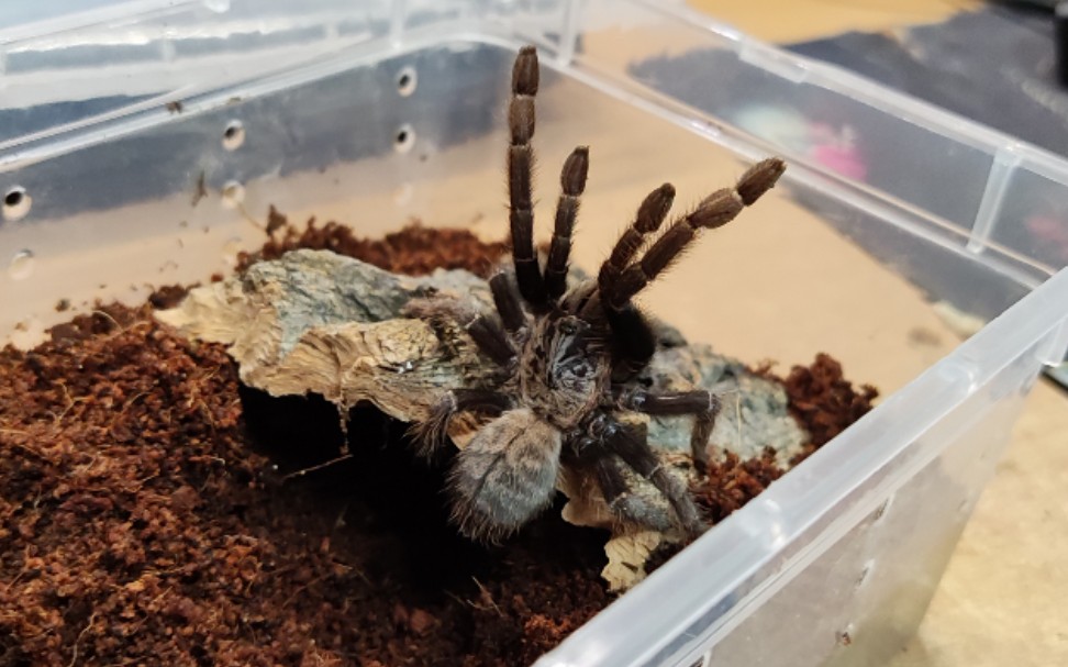 胡志明地老虎来啦!