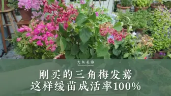 Tải video: 刚收到的三角梅发蔫没精神，这样缓苗，成活率100%！