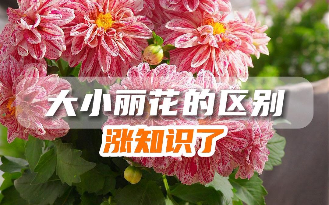 大小丽花的区别哔哩哔哩bilibili