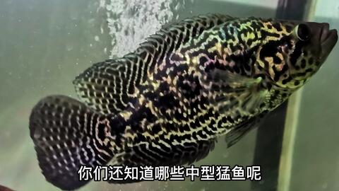 五种中型猛鱼 一米缸也能养 哔哩哔哩 Bilibili