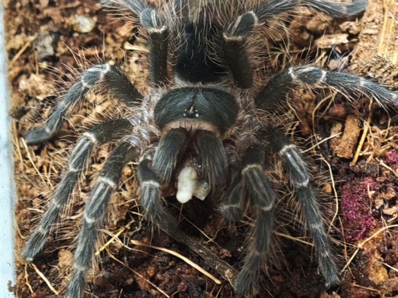 第一期科普视频视频:巴西巨人金直间