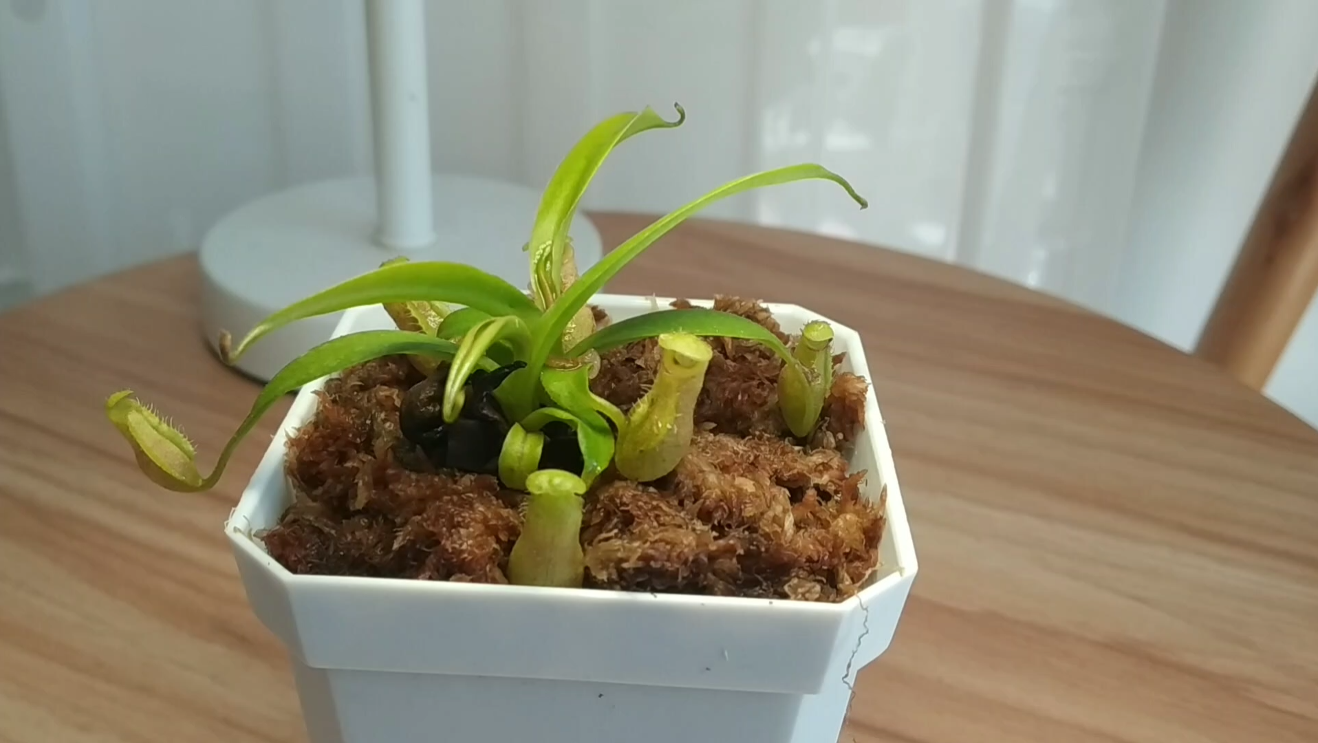 卵形猪笼草_哔哩哔哩_bilibili