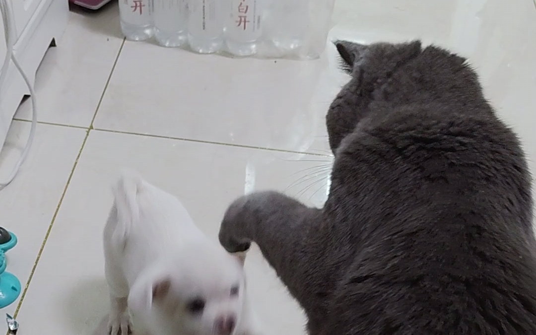 你们不要再打架了!