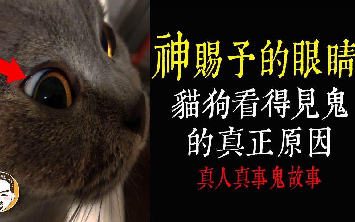 [图]【老王说】猫狗看得见鬼的真正原因  真人真事-鬼故事