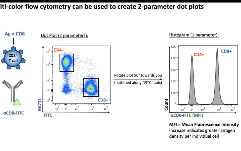 Flow Cytometry /流式细胞结果解读哔哩哔哩bilibili