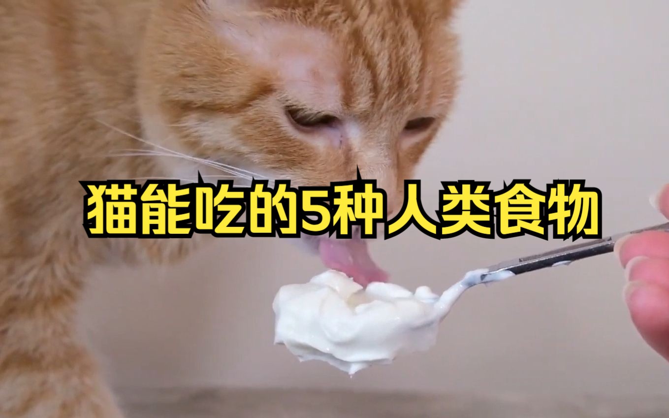 猫能吃的5种人类食物哔哩哔哩bilibili